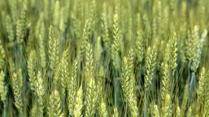 Один в поле воин. На Дону испытали гибридный робот-трактор