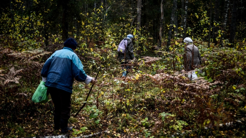 На Камчатке нашли редкий гриб