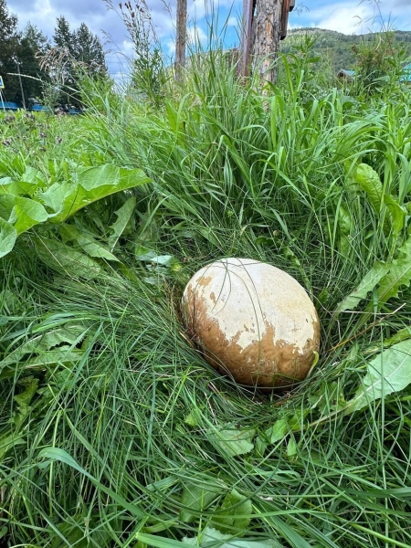 На Камчатке нашли редкий гриб