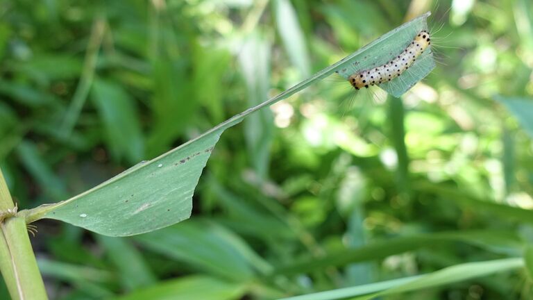 Крымский ученый расшифровал феромон бабочки-вредителя