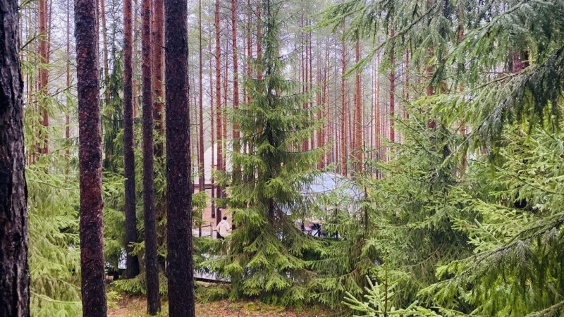 В России запустили проект по защите первозданных лесов