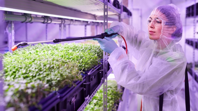 Ученые объяснили, как бациллы могут улучшать почву