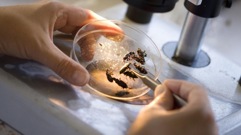 Крымский ученый расшифровал феромон бабочки-вредителя