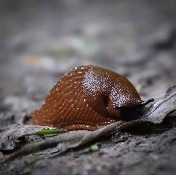 "Чревато неприятной болезнью". Чем так опасны испанские слизни