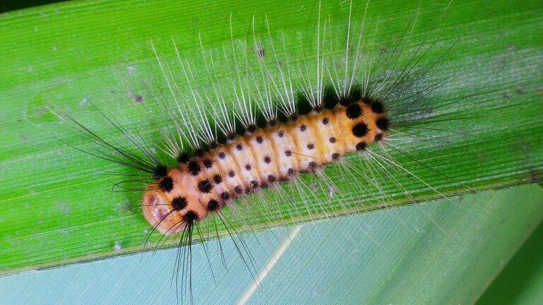 Крымский ученый расшифровал феромон бабочки-вредителя