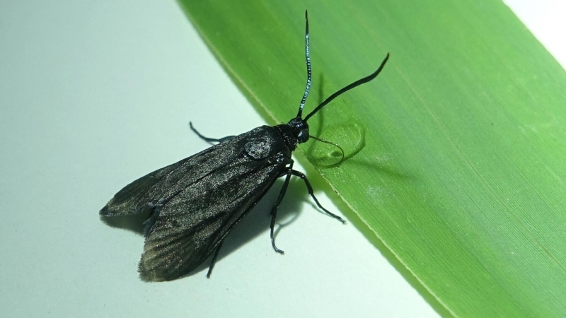 Крымский ученый расшифровал феромон бабочки-вредителя