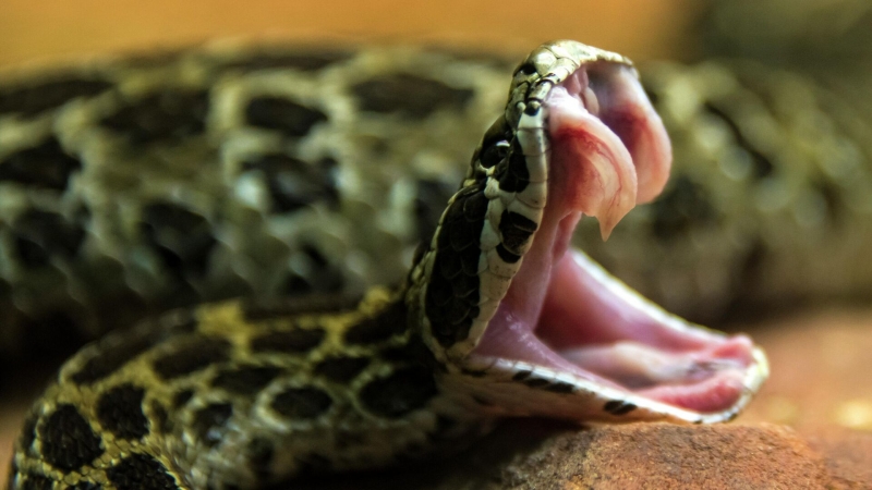 Ученые нашли новое противоядие от укусов змей