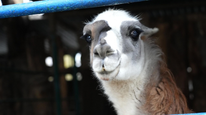 Антитела лам показали эффективность против COVID-19