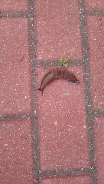 "Чревато неприятной болезнью". Чем так опасны испанские слизни