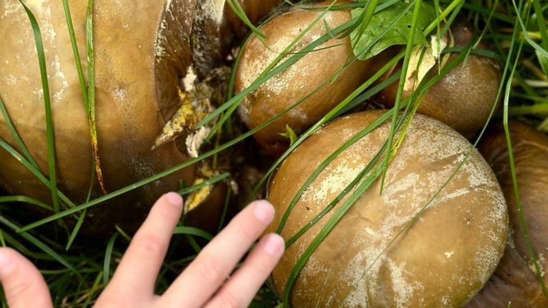 Выкручивать или срезать: миколог рассказала, как правильно собирать грибы