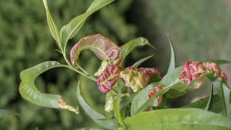 Ученые нашли новое противоядие от укусов змей