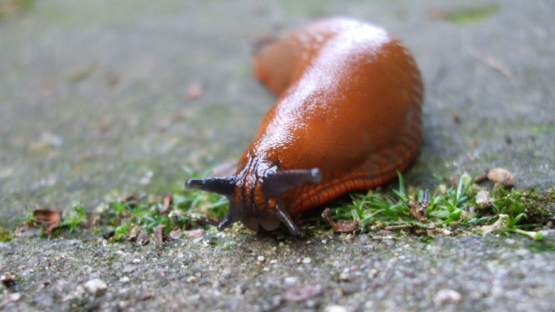 "Чревато неприятной болезнью". Чем так опасны испанские слизни