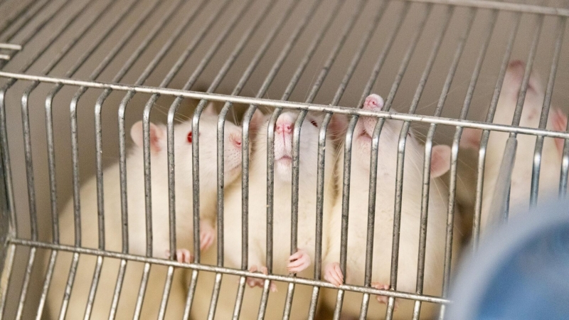 В России предложен новый метод реабилитации после химиотерапии