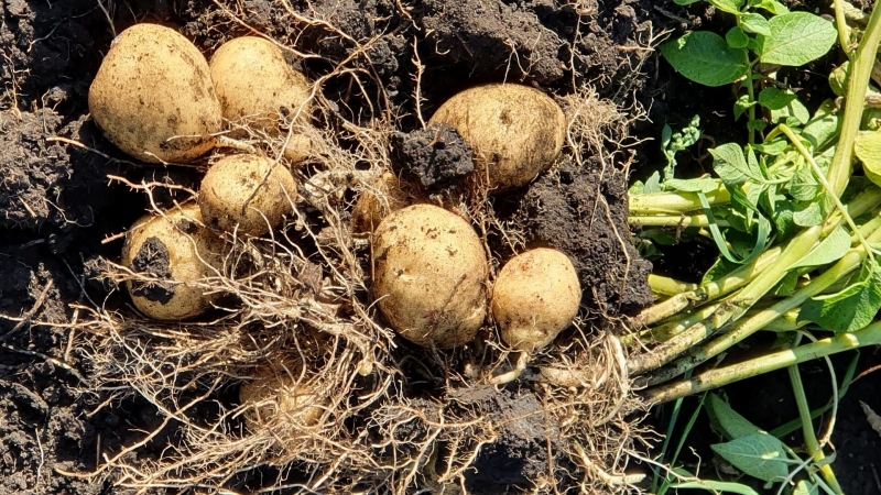 Ученые нашли способ выращивать картофель в суровых условиях