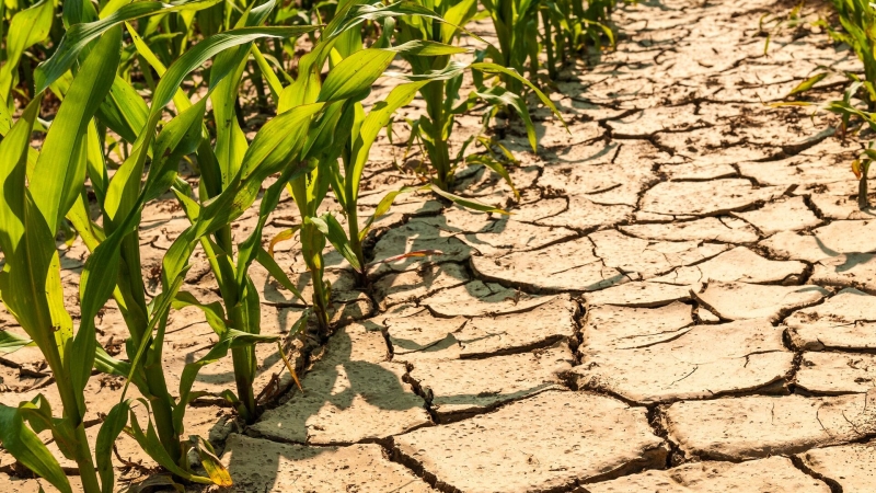 Ученые из Тюмени научились защищать урожай в засуху 