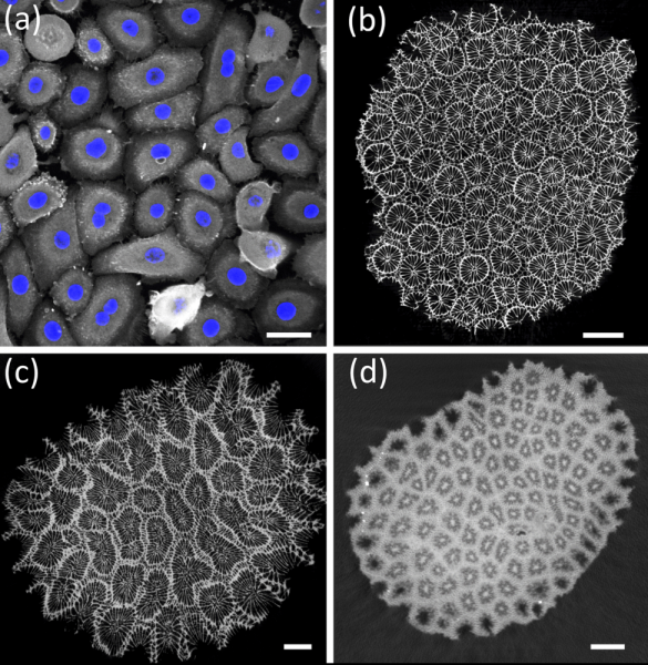 Ученые обнаружили универсальный закон живой природы