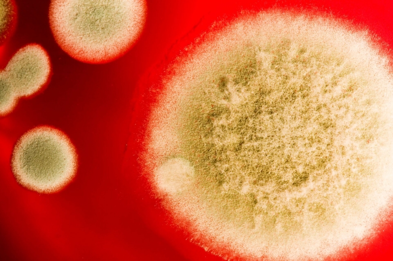 Смертельная "русская матрешка": выявлена новая инфекционная угроза