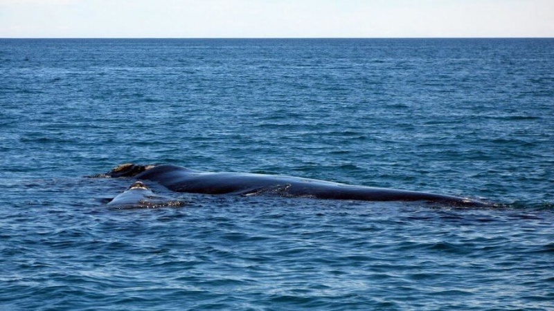 Закисление мирового океана прошло критическую отметку, заявили ученые