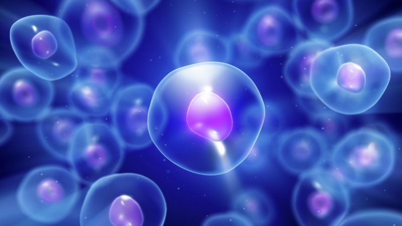 Сибирские ученые сделали открытие для успешного ЭКО