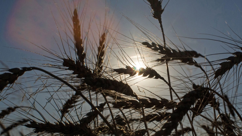 Ученые выяснили, как конкуренция между грибами помогает росту пшеницы