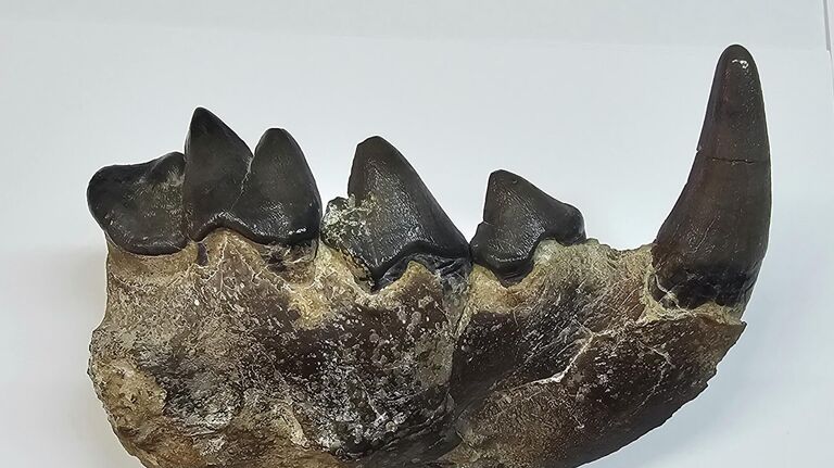 На Кавказе жил зверь, опаснее саблезубых тигров