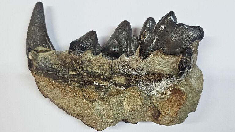 На Кавказе жил зверь, опаснее саблезубых тигров