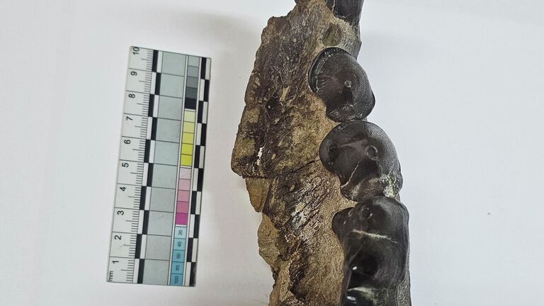 На Кавказе жил зверь, опаснее саблезубых тигров