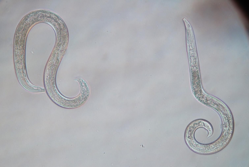 "Древнее зло пробудилось": находка в вечной мерзлоте ужаснула ученых