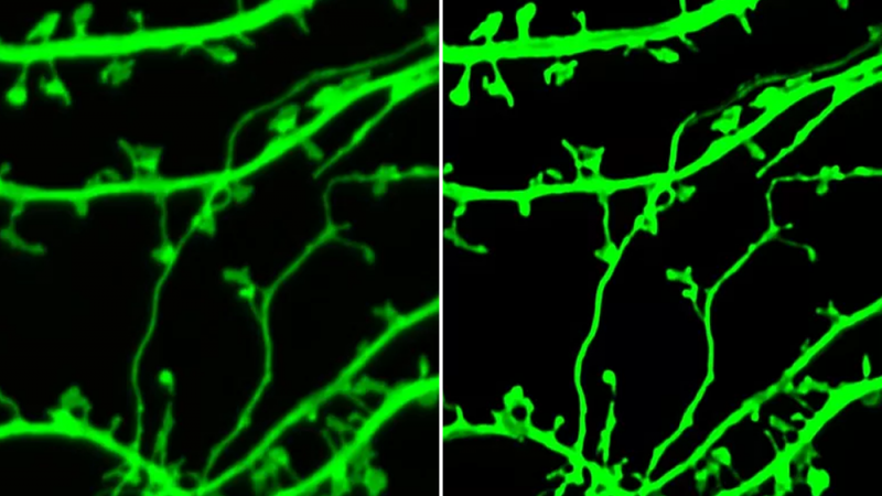Российские ученые улучшили микроскоп