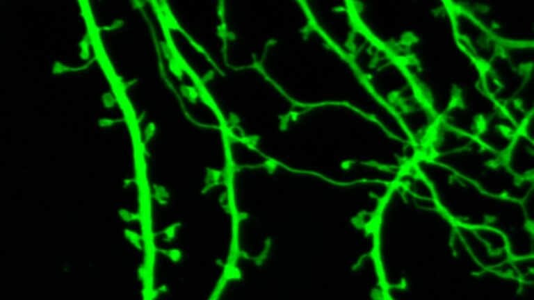Российские ученые улучшили микроскоп