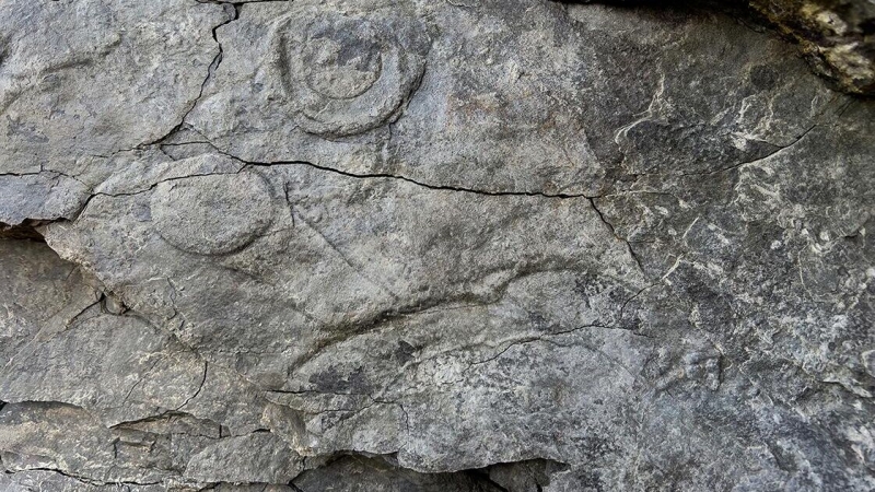 На Кавказе жил зверь, опаснее саблезубых тигров