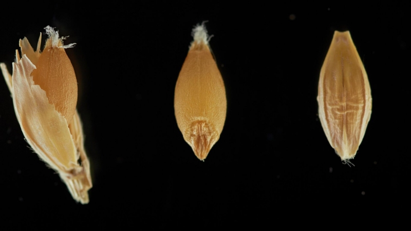 Минсельхоз выступил против скрещивания пшеницы с кактусом