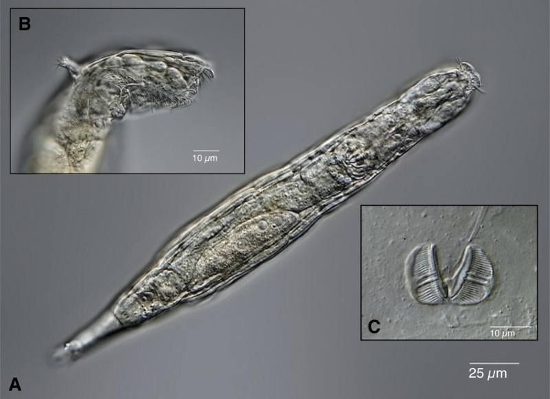 "Древнее зло пробудилось": находка в вечной мерзлоте ужаснула ученых
