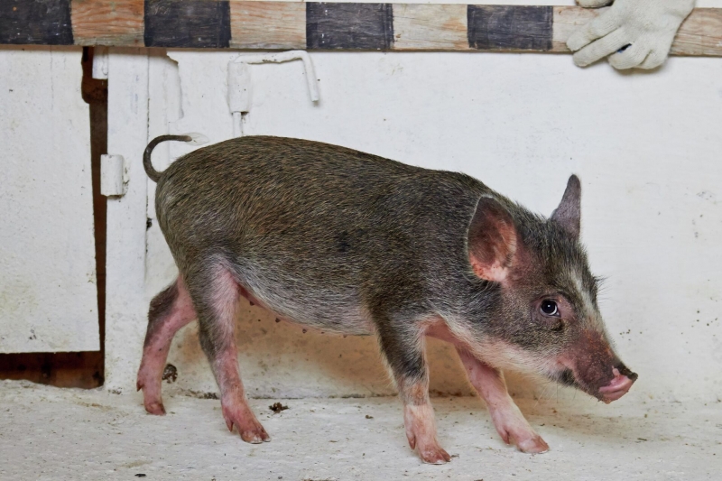 Сибирских мини-пигов готовят к донорству временных органов для человека