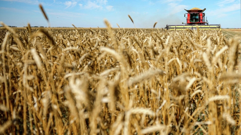 Минсельхоз выступил против скрещивания пшеницы с кактусом