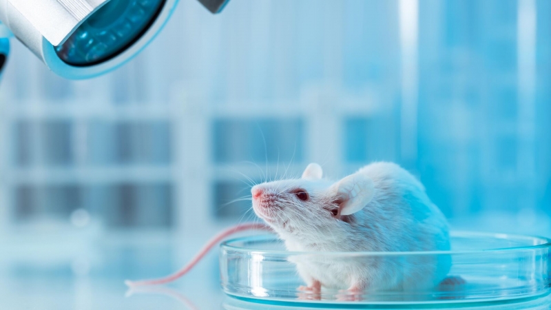 Сибирских мини-пигов готовят к донорству временных органов для человека