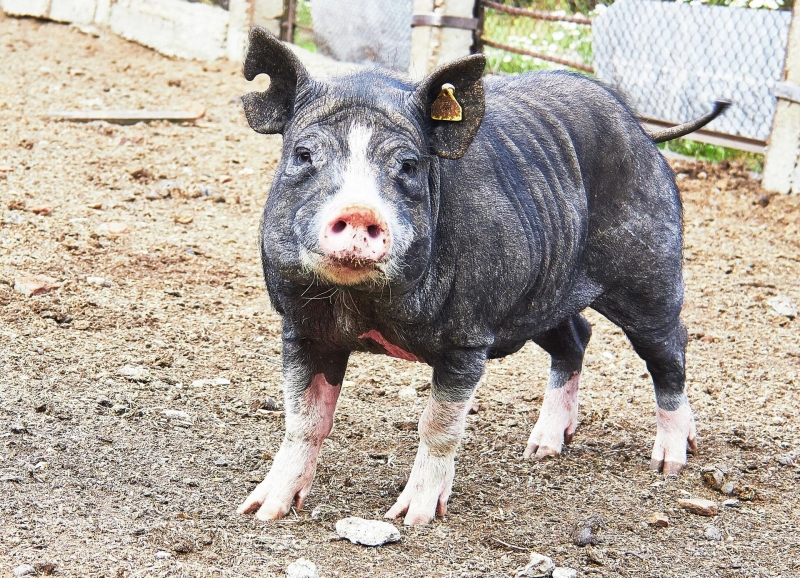 Сибирских мини-пигов готовят к донорству временных органов для человека