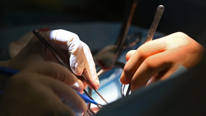 В КНР провели первую в мире пересадку печени ГМО-свиньи человеку