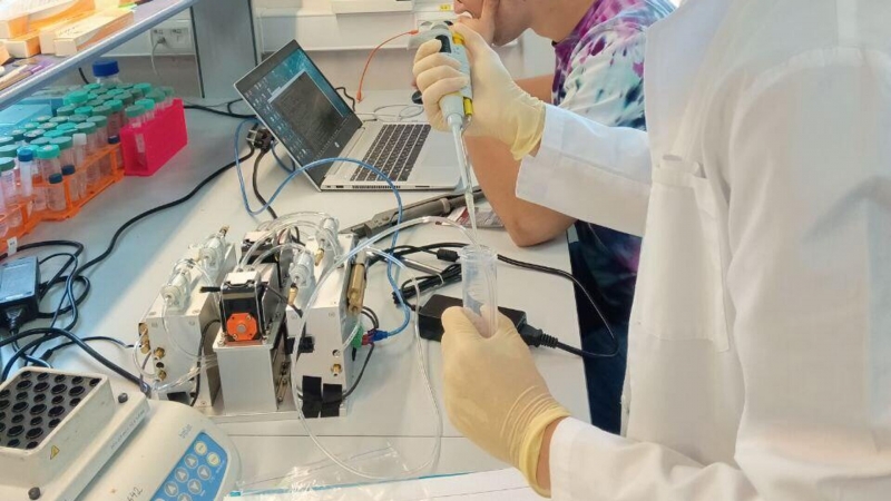 Сибирских мини-пигов готовят к донорству временных органов для человека